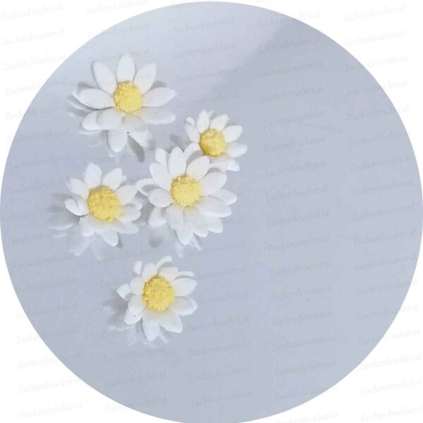 Margeritenblüten aus Fondant